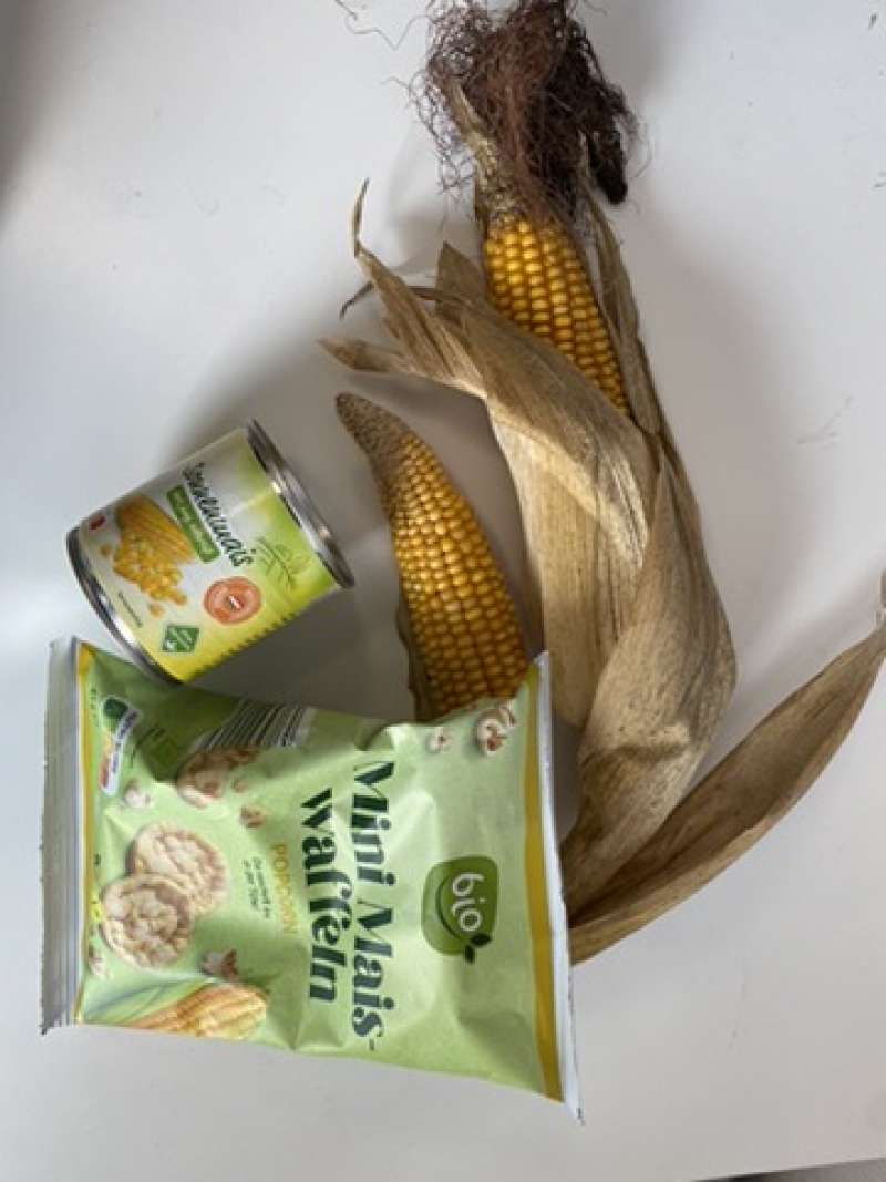 grundschule-buschweg.de | Wolfsklasse Mais_1 grundschule-buschweg.de | Wolfsklasse Mais_1